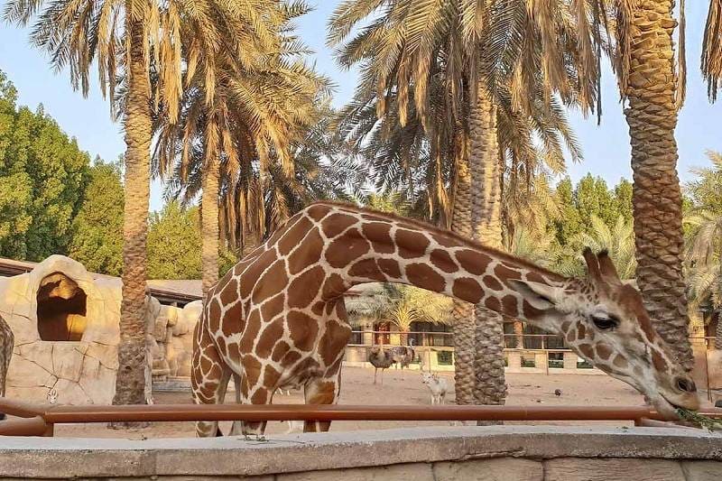 dubai tour packages for couple
