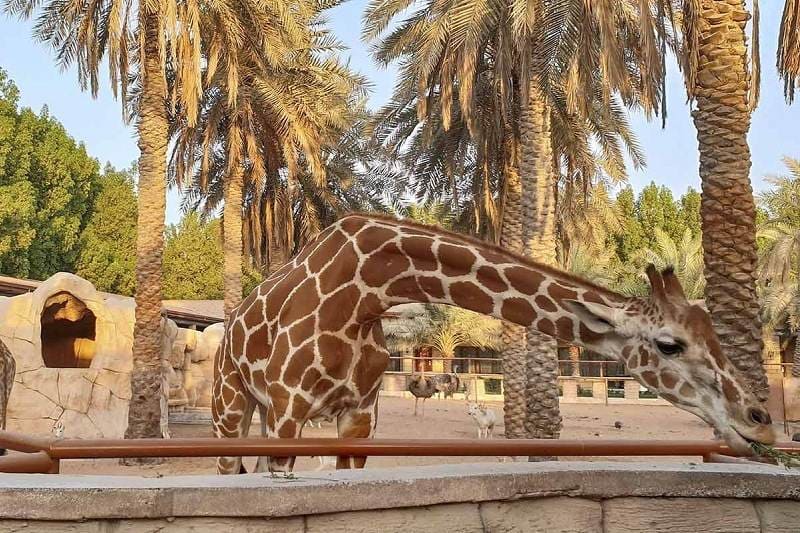 dubai tour packages for couple